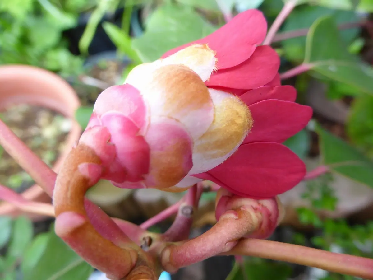 ロドレイア、、、初めての花です。｜園芸日記byhayachan