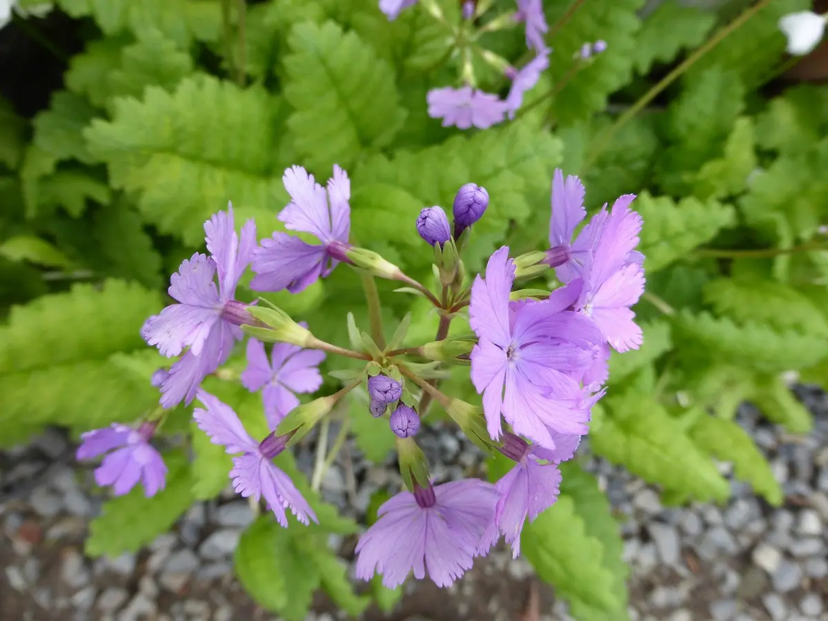 ロドレイア、、、初めての花です。｜園芸日記byhayachan