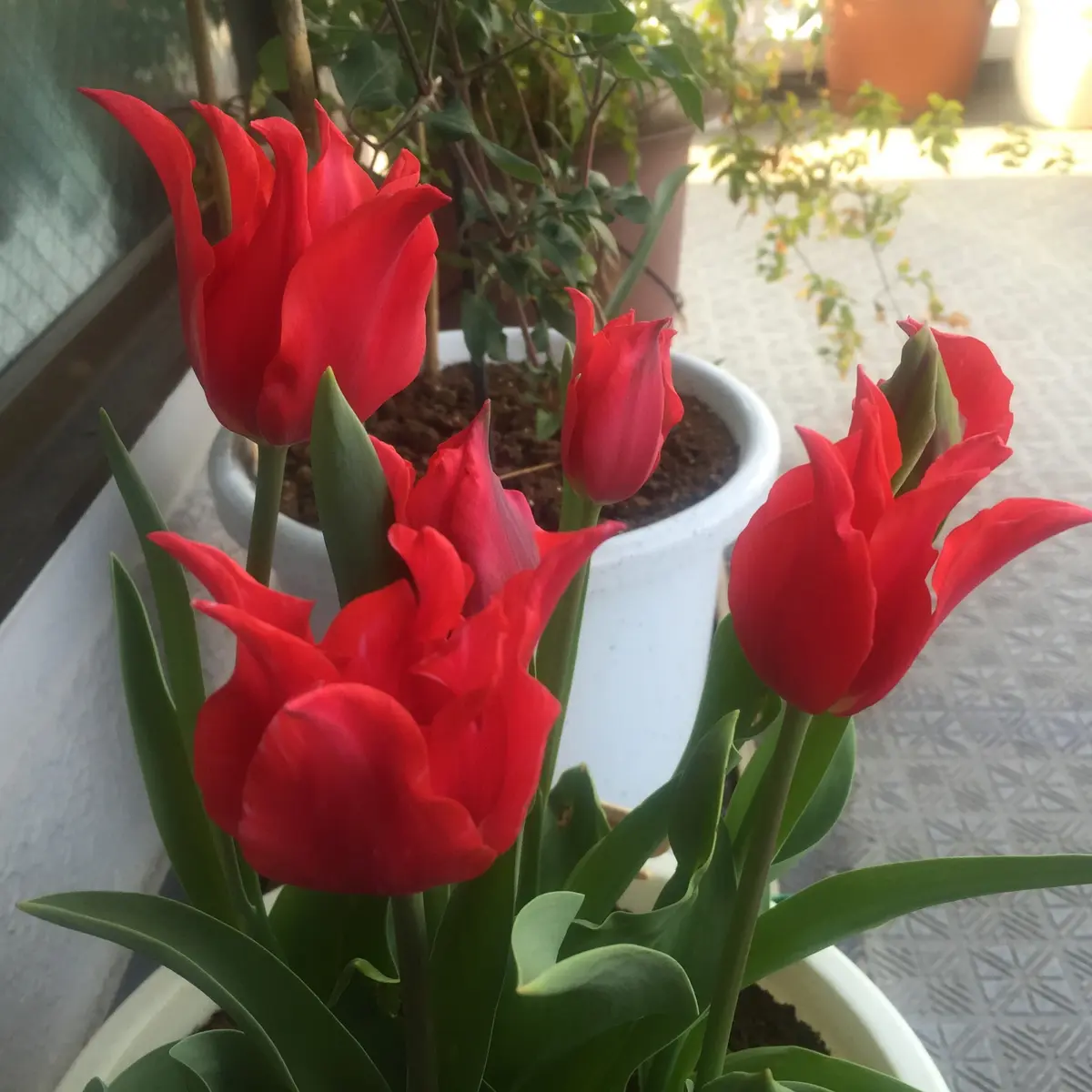 赤色チュウリップ咲きクレマチス