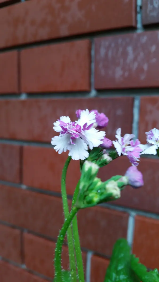 希少稀な 日本桜草が開花中です｜園芸日記by金子 明人｜みんなの趣味の 野菜