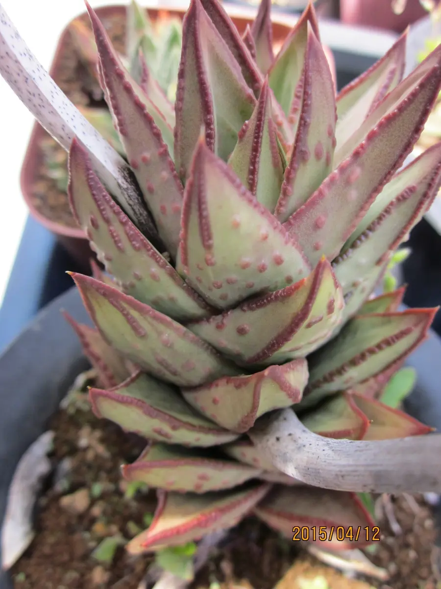 【植物好き】 こんにちは 春になり当店にある植物も元気に新芽を出し イキイキ