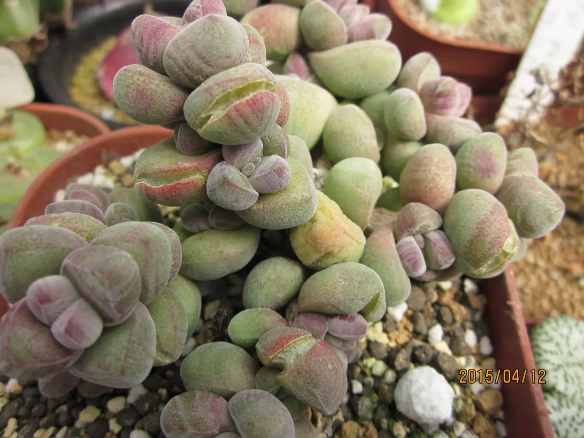 お気に入りの多肉植物2つ｜園芸日記byubugeri｜みんなの趣味の園芸