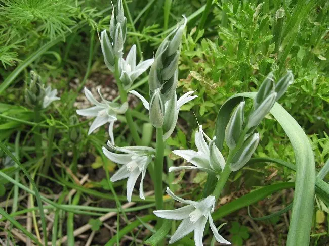 オーニソガラム ヌタンス｜園芸日記byりぼん☆｜みんなの趣味の園芸