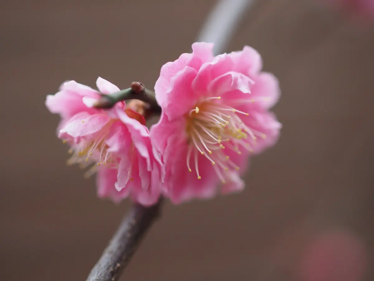 八重咲き枝垂れ梅|園芸日記byシャオチュ|みんなの趣味の園芸 八重咲き枝垂れ梅|園芸日記byシャオチュ|みんなの趣味の園芸