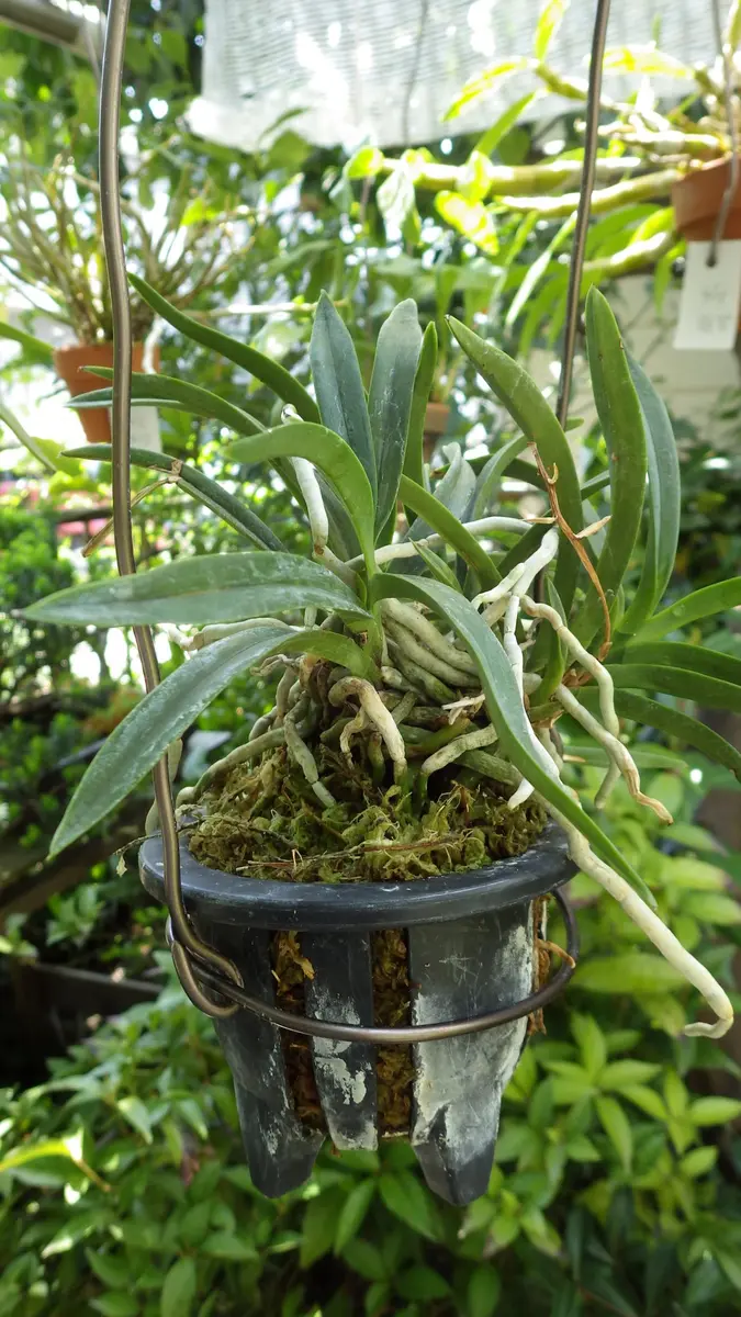 フウランの植え替え｜園芸日記byお散歩カメ吉｜みんなの趣味の園芸｜218323