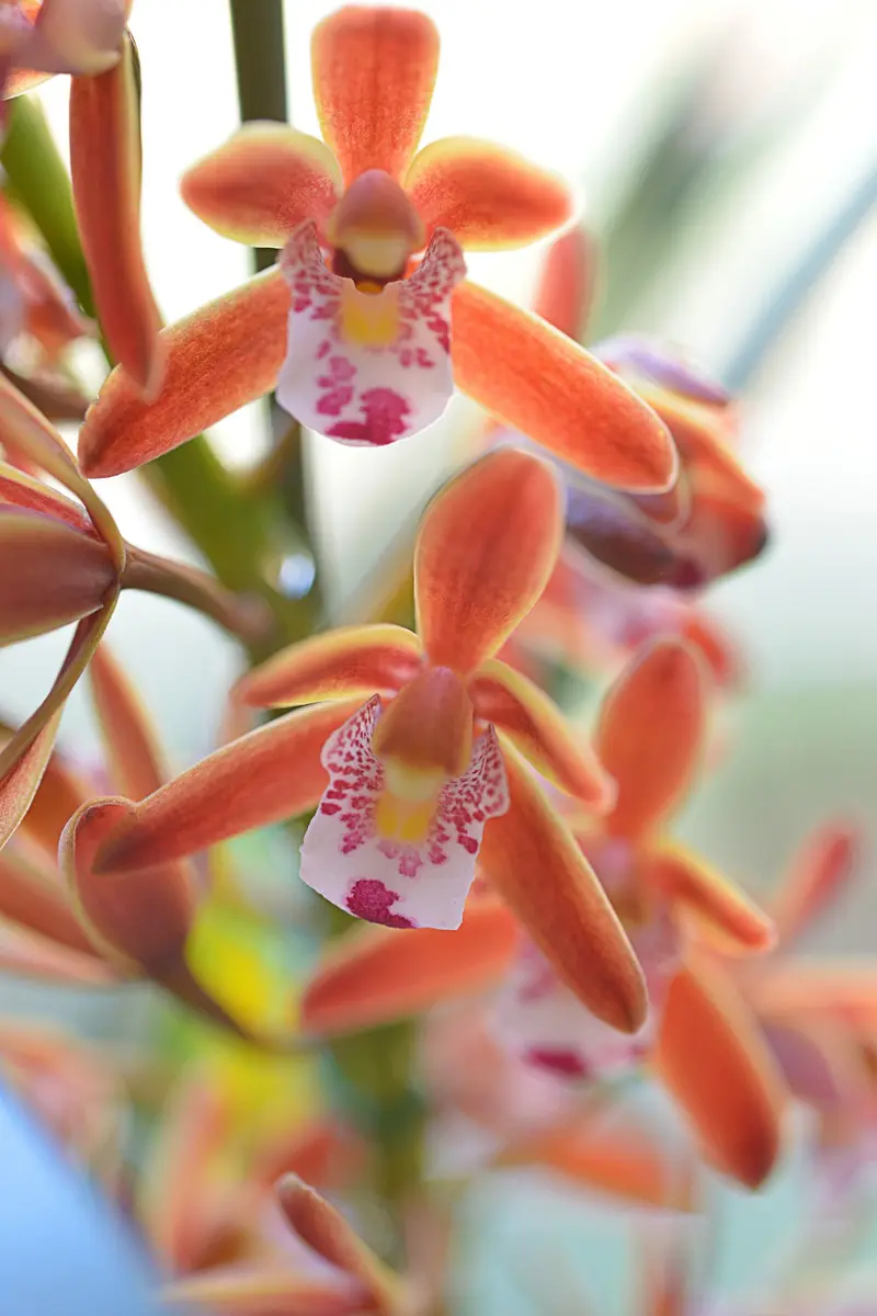 キンリョウヘン花/7芽 キンリョウヘン花/7芽 キンリョウヘン花/7芽 キンリョウヘンの花芽の