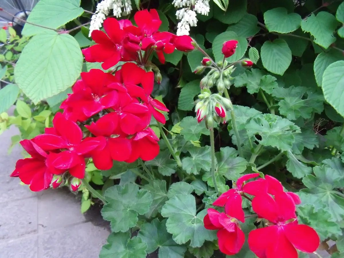 Amazon｜ゼラニウム 花鉢 (赤)｜観葉植物 オンライン通販