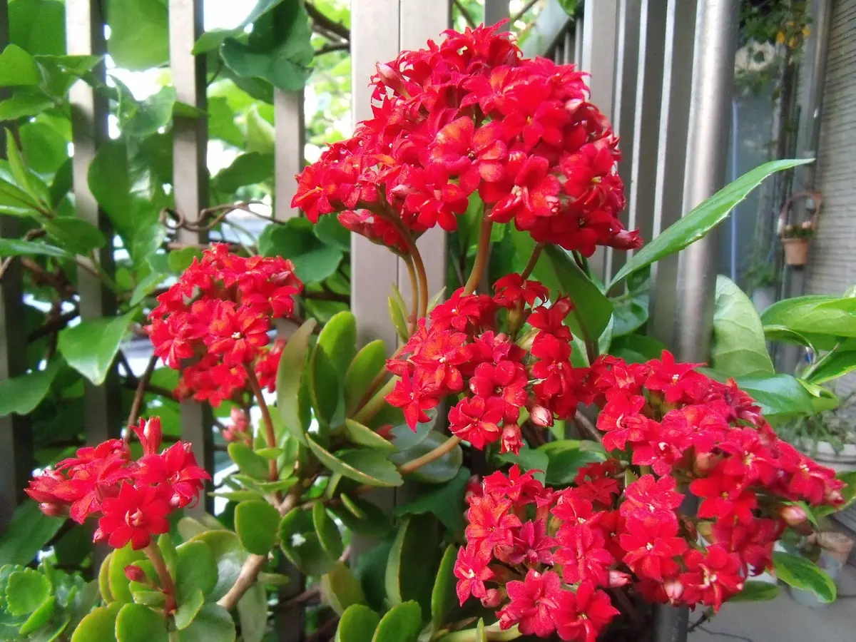 赤いゼラニウムの観葉植物 はやり