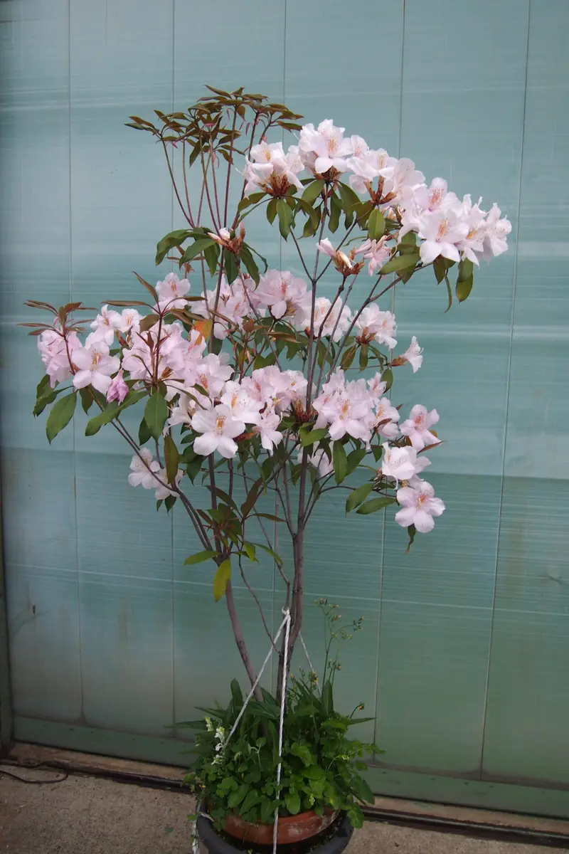 亜熱帯のツツジ 希少 アマミアセビ 実生株 A 花芽付き