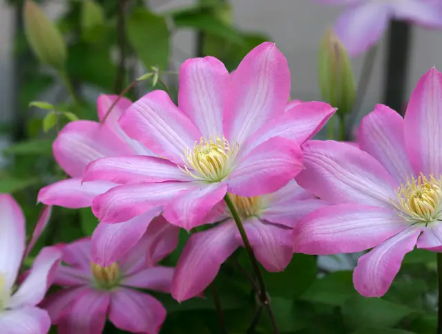 クレマチスさくらさくら｜園芸日記byuchiyama｜みんなの趣味の園芸｜22026