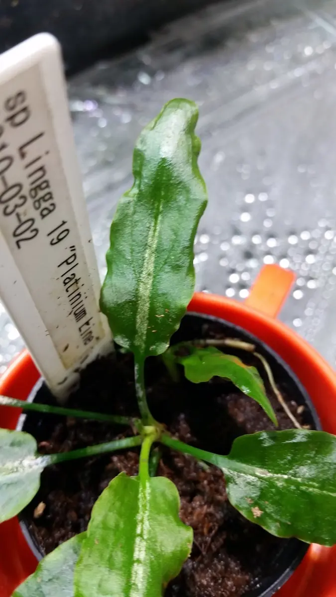 Cryptocorynesp｜園芸日記by時を越える猫｜みんなの趣味の園芸