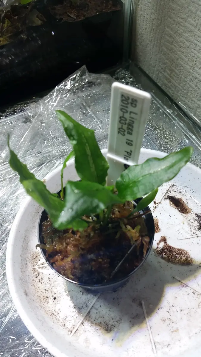 Cryptocoryne.spペテルギウス　クリプトコリネ Cryptocoryne.spペテルギウス クリプトコリネ - メルカリ