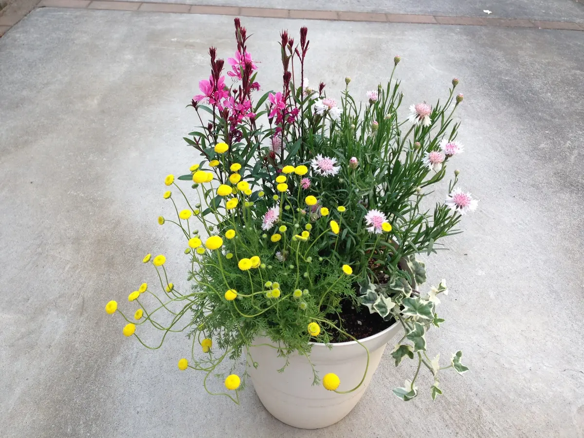 たまには寄せ植えを・・・｜園芸日記bykiko｜みんなの趣味の園芸