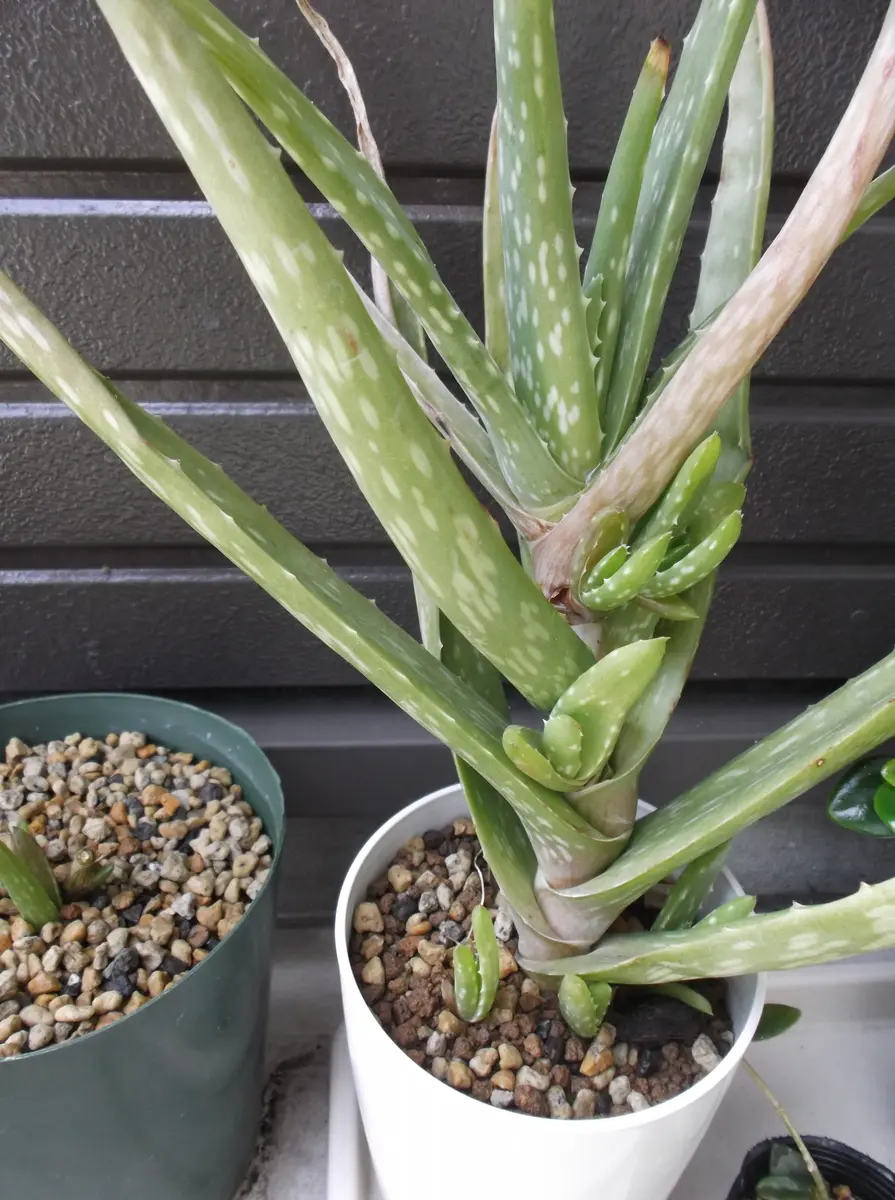 超希少❗️アロエ　スーパーアロエ　不夜城　斑入り✨ 超希少❗️アロエスーパーアロエ不夜城斑入り✨