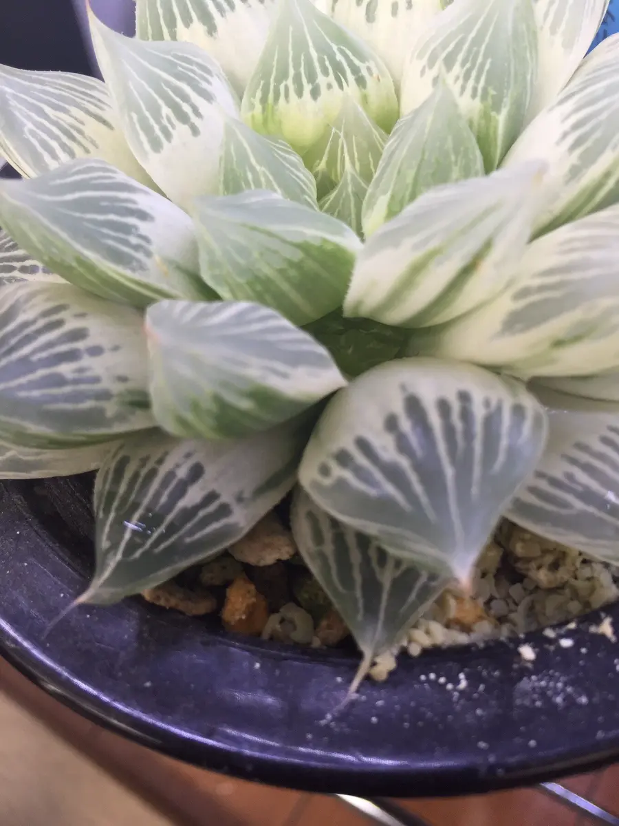 白蛇伝】確定子株付き 子株多数 極上株 白蛇伝】白蛇伝 極上株！ 子株