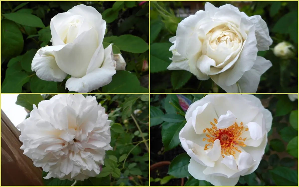 白薔薇とピンクの薔薇。｜園芸日記by愛は花。｜みんなの趣味の園芸｜222374