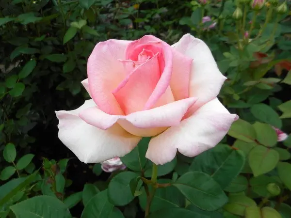 白薔薇とピンクの薔薇。｜園芸日記by愛は花。｜みんなの趣味の
