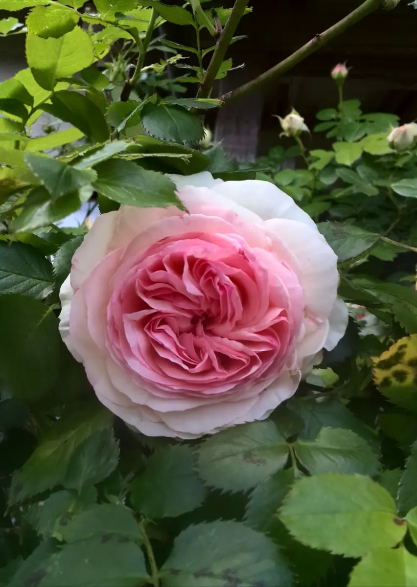 カラー・カンパニュラ・タマシダのピンクブーケ 【公式通販】