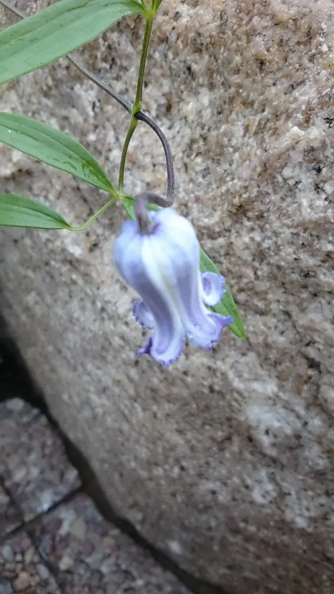 確認用】クレマチス・ソシアリス・真紅・白菫・会津の風・押切・花筏