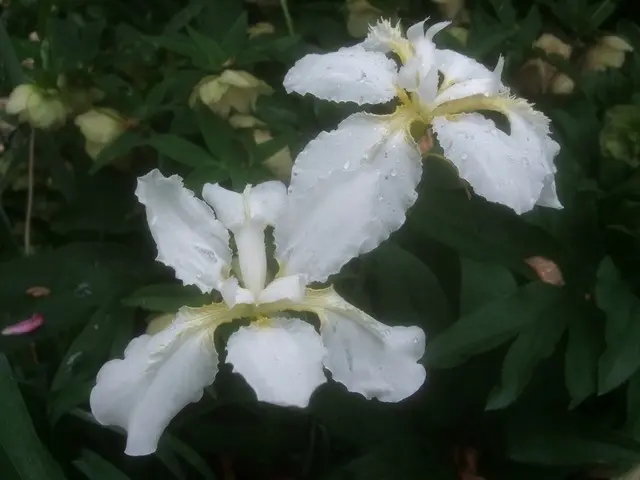 希少種キリガミネヒオウギアヤメ1株