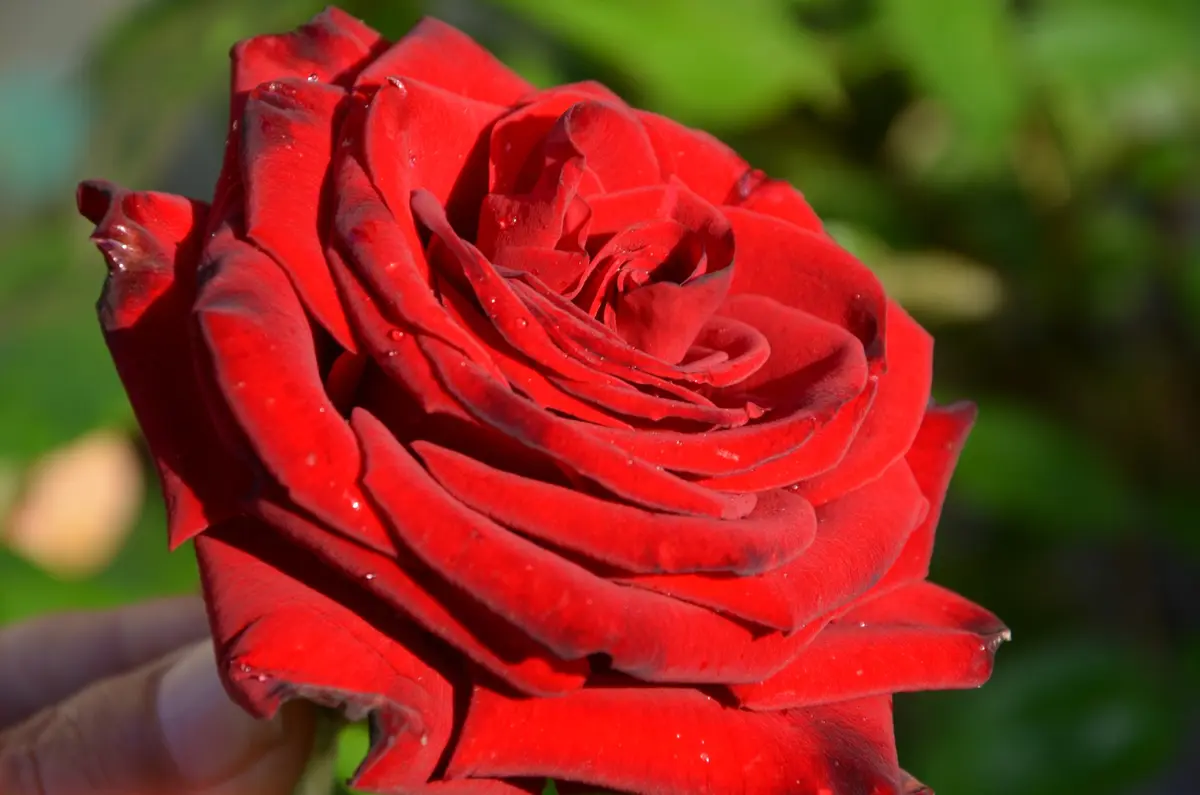 イングリッド・バーグマン 1つめが咲きました｜園芸日記by赤い