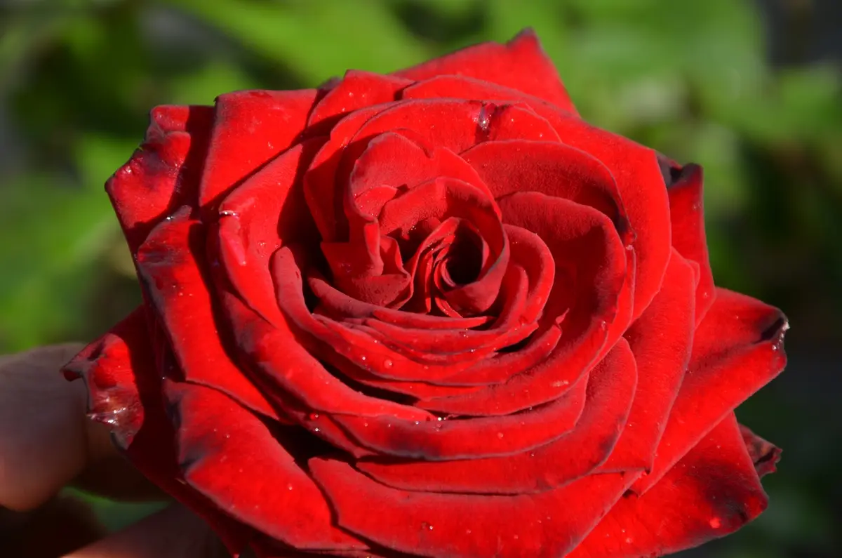 イングリッド・バーグマン 1つめが咲きました｜園芸日記by赤い