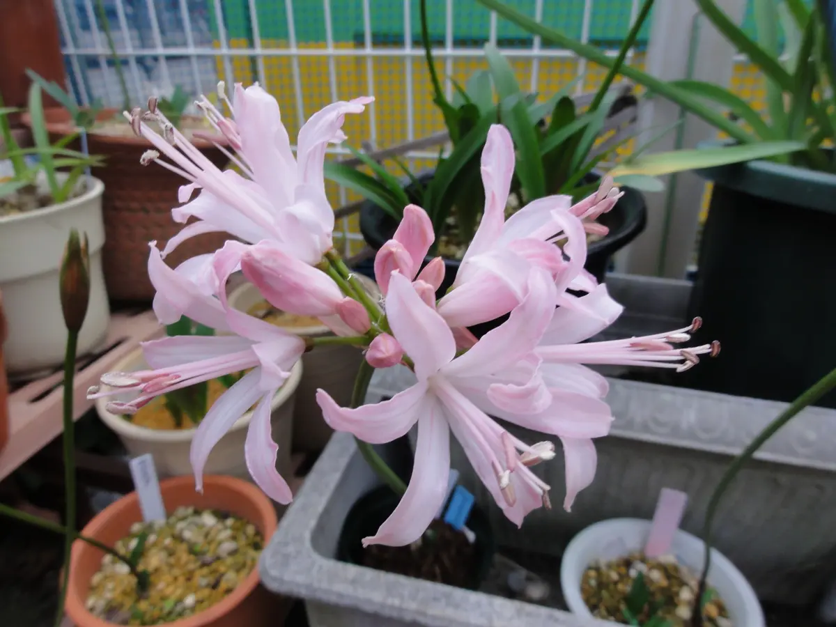 花芽着き苗】 ネリネ 情念（ブラックレッド） ダイヤモンドリリー