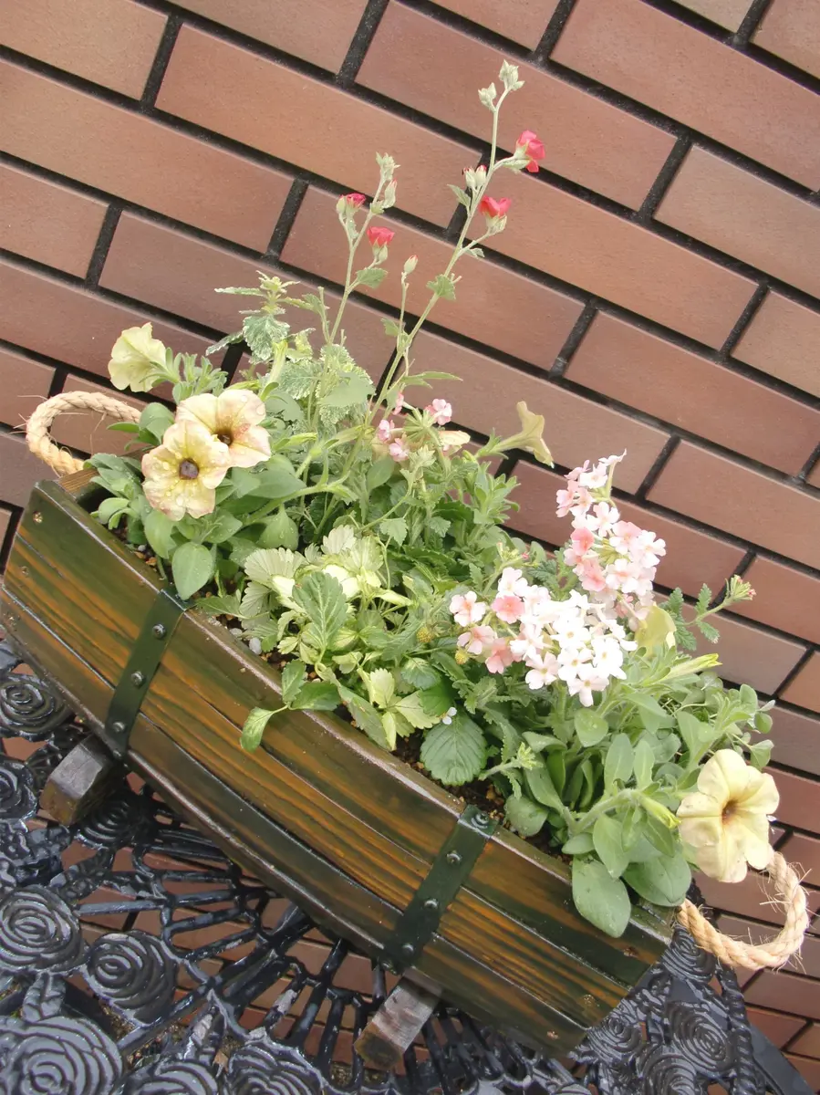 寄せ植え｜園芸日記bymoka*｜みんなの趣味の園芸｜224523