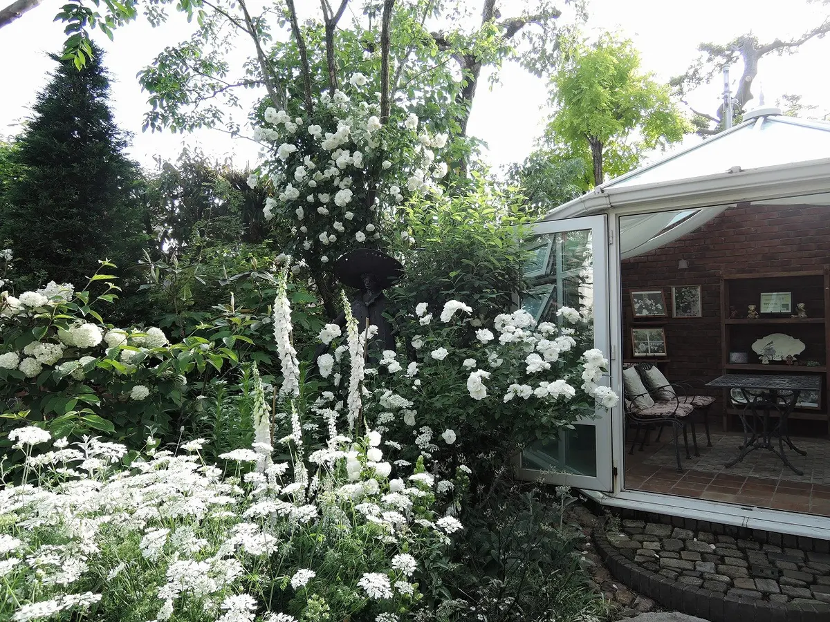 希少(ᵔᴥᵔ)白花♫ホワイトガーデン ホワイトガーデンのバラ｜園芸日記by天野麻里絵｜みんなの趣味の園芸