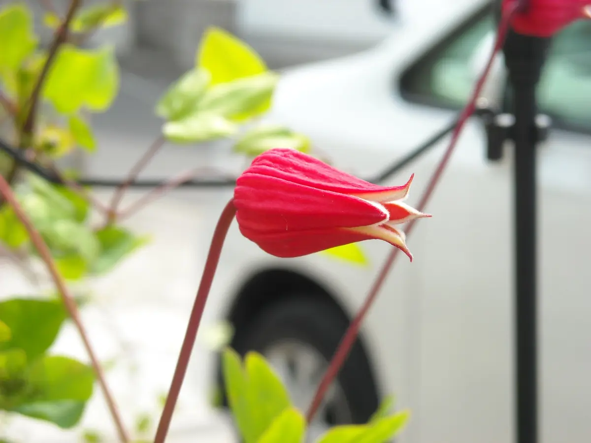 赤いクレマチス｜園芸日記byサクシュコトニ｜みんなの趣味の園芸｜225283