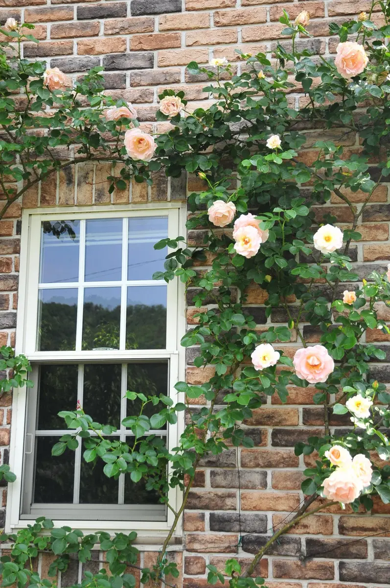 薔薇のアーチなど｜園芸日記byTuzzy muzzy｜みんなの趣味の