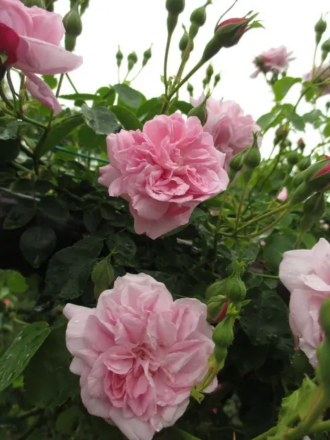 5月｣は薔薇の季節。｜園芸日記by牡牛座のゆうき(旧:タウラスゆうき