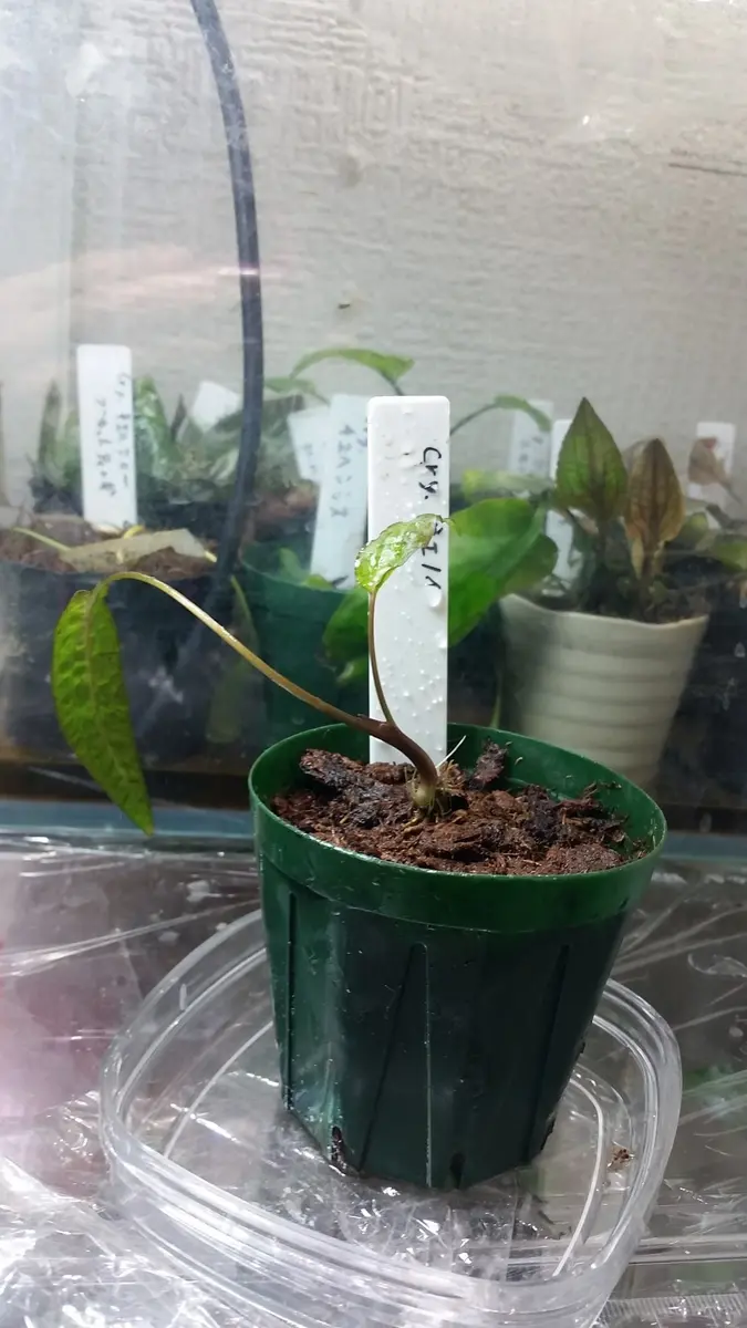 クリプトコリネの日記一覧|時を越える猫さんの園芸日記-みんなの