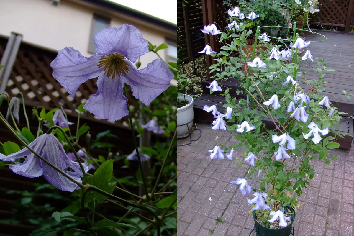 ニゲラの開花とカミキリムシ被害｜園芸日記byはなはな｜みんなの趣味の