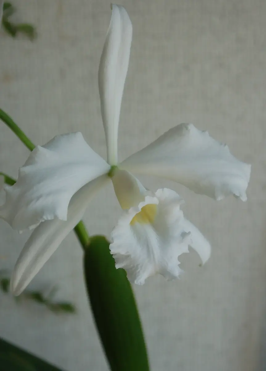 洋ラン原種3点｜園芸日記byせいざえもん｜みんなの趣味の園芸｜227909