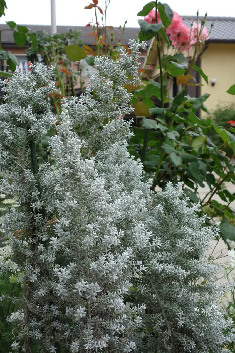 コチアダイアモンドダスト♪｜園芸日記byみなこ｜みんなの趣味の園芸｜227917