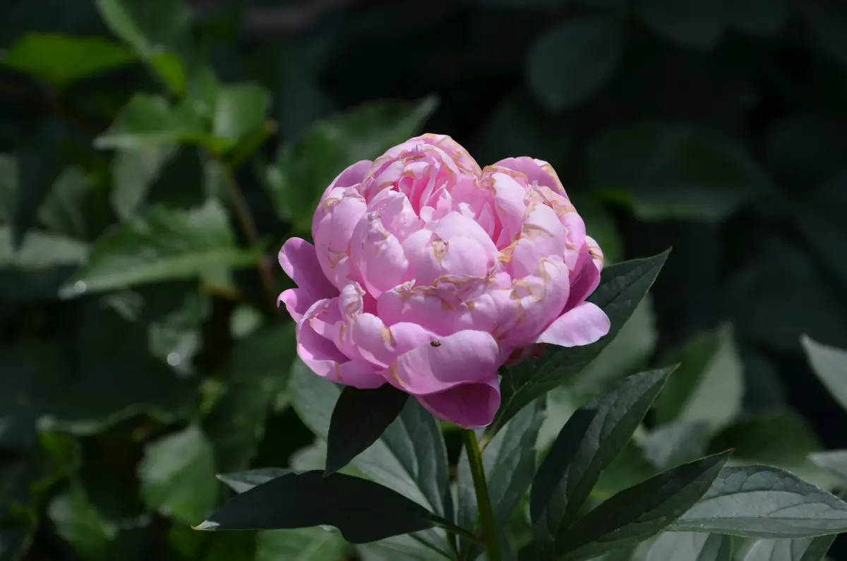 芍薬 何の木ですか？｜園芸日記by赤いハナミズキ｜みんなの趣味の園芸
