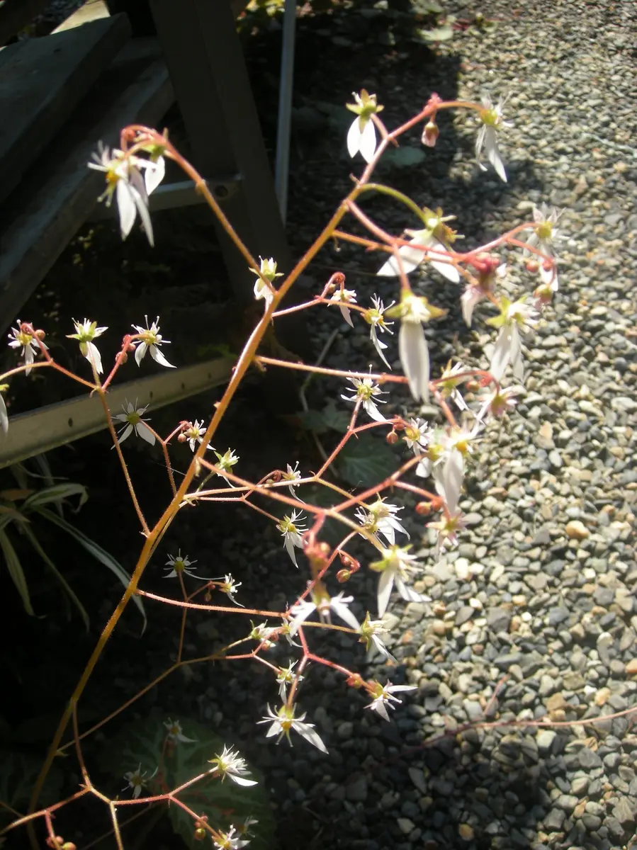 ユキノシタの花|園芸日記byZESYOU|みんなの趣味の園芸|228196 ユキノシタの花|園芸日記byZESYOU|みんなの趣味の園芸|228196
