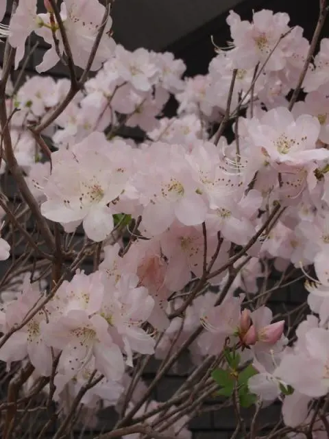 クロフネツツジ2｜園芸日記by新潟県立植物園｜みんなの趣味の園芸｜22883