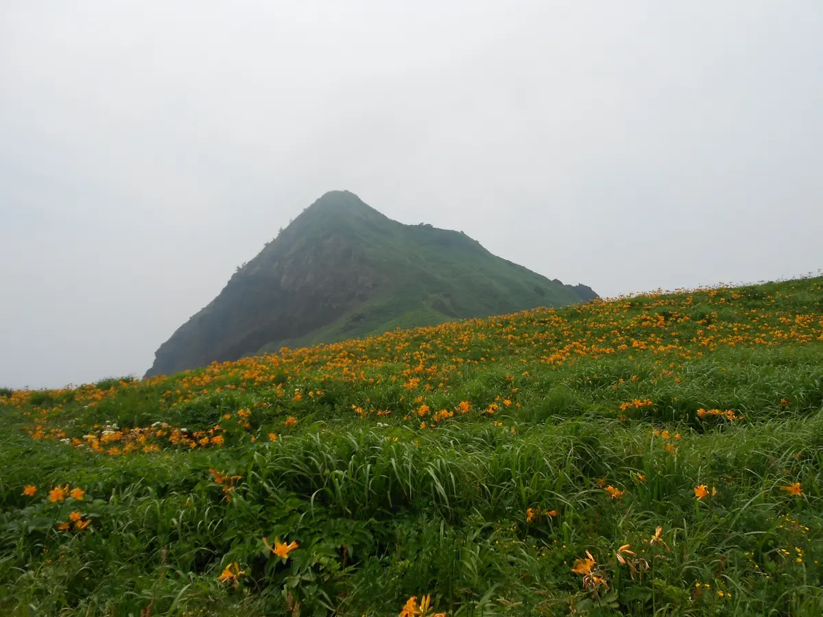 トビシマカンゾウを見に行って来ました。｜園芸日記byえなばーば