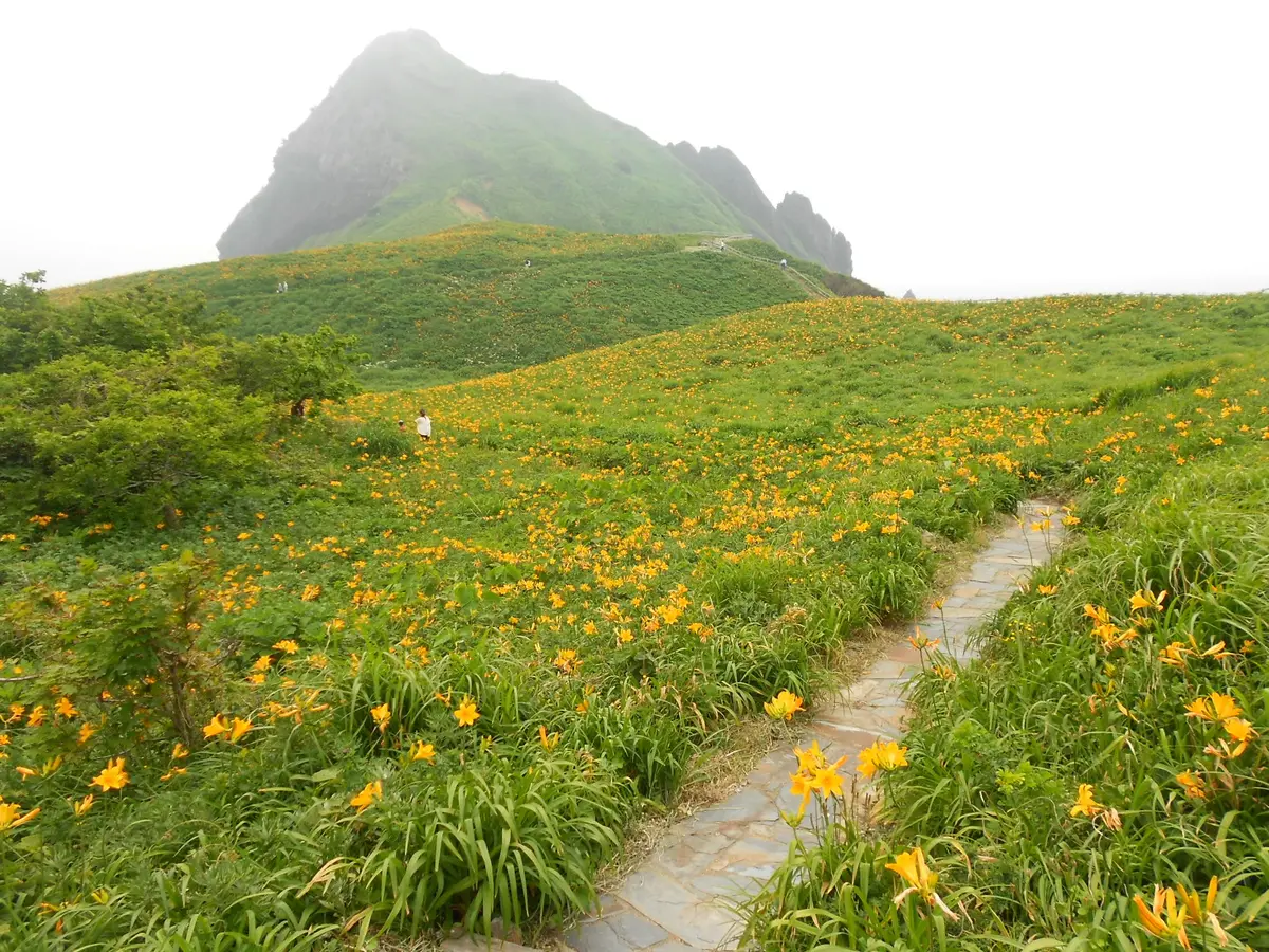 トビシマカンゾウ　苗　５株 トビシマカンゾウを見に行って来ました。｜園芸日記byえなばーば