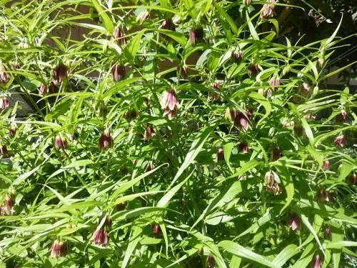 唐竹蘭も咲きました｜園芸日記by雪媛｜みんなの趣味の園芸｜229907