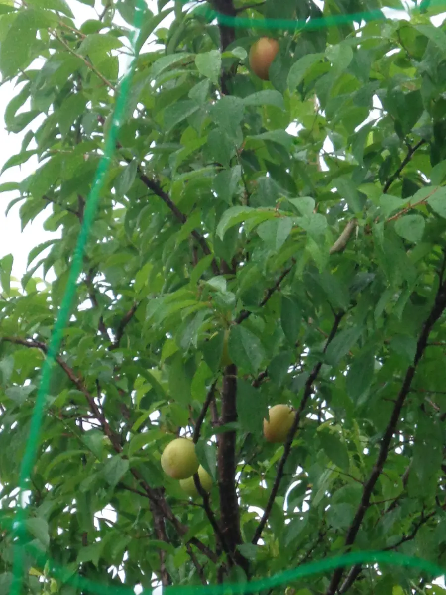 すももになります。 トリックスター / Ninja ZX-25R(23-25)レーシングフルエキゾースト