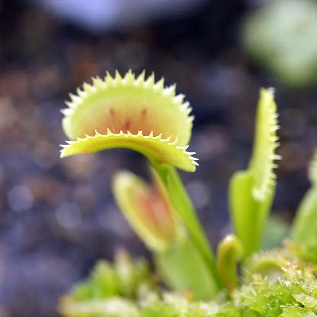 食虫植物ハエトリソウ 2品種セット販売 - メルカリ