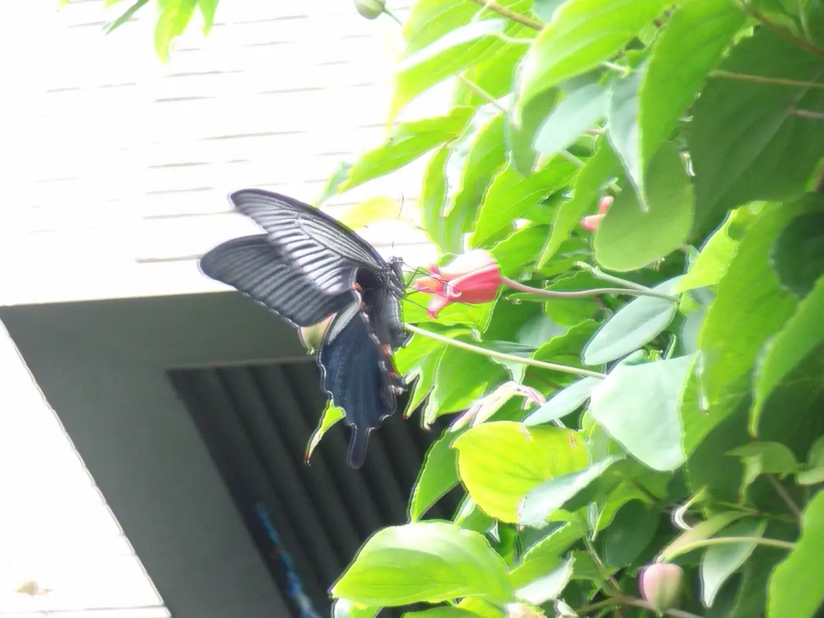 花と蝶 花と蝶｜園芸日記byともさく｜みんなの趣味の園芸｜232232