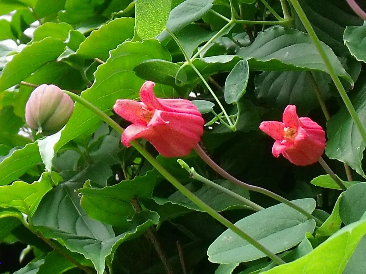 花と蝶 花と蝶