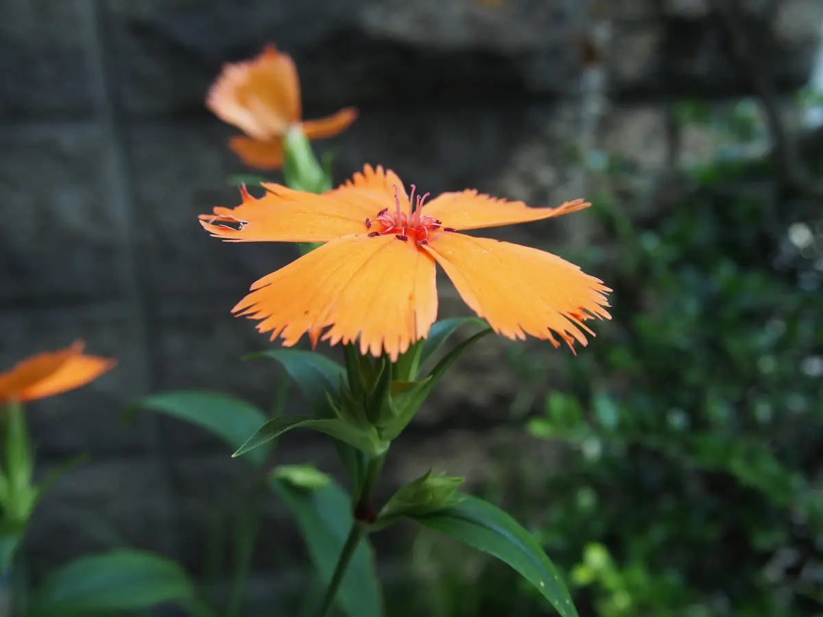 6月の山野草いろいろガンピなど。｜園芸日記byあきぴょん｜みんなの