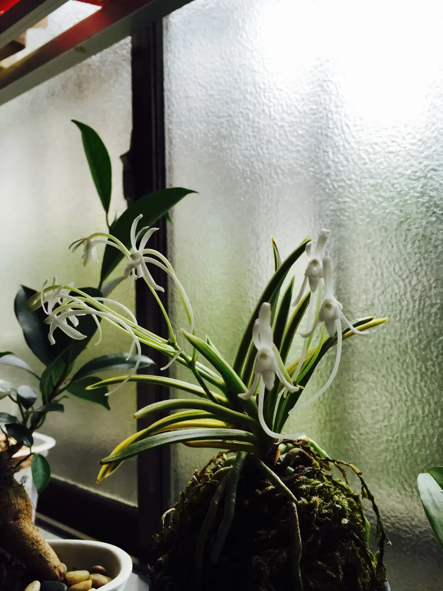 咲いた富貴蘭御城覆輪｜園芸日記byむぎはな｜みんなの趣味の園芸｜233031