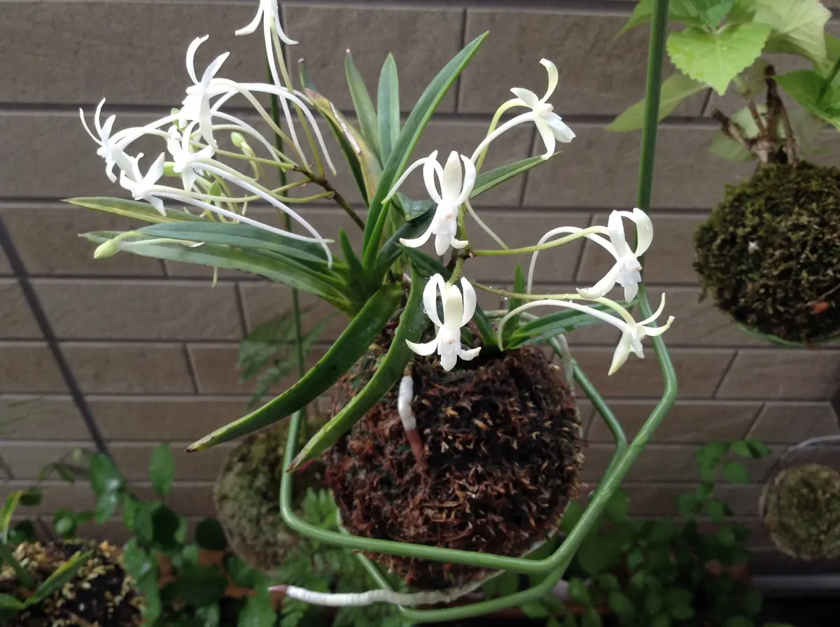 風蘭苔玉｜園芸日記by大和の白猫｜みんなの趣味の園芸｜233744