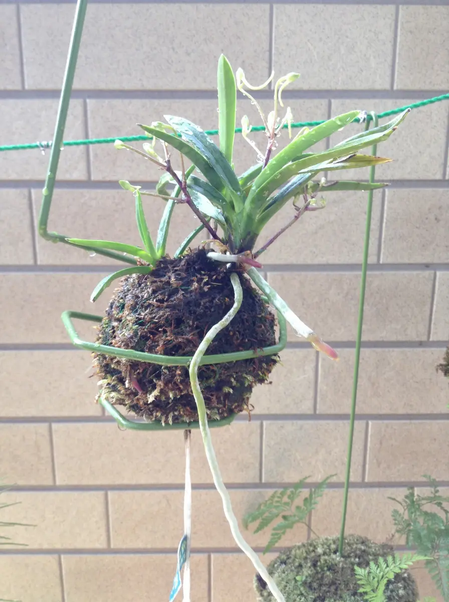 風蘭苔玉｜園芸日記by大和の白猫｜みんなの趣味の園芸｜233744